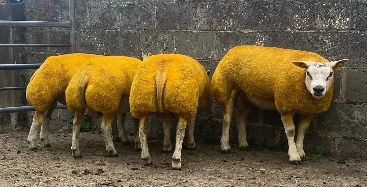 SIS Beltex Rams Sheep Ireland Sale - Image 4