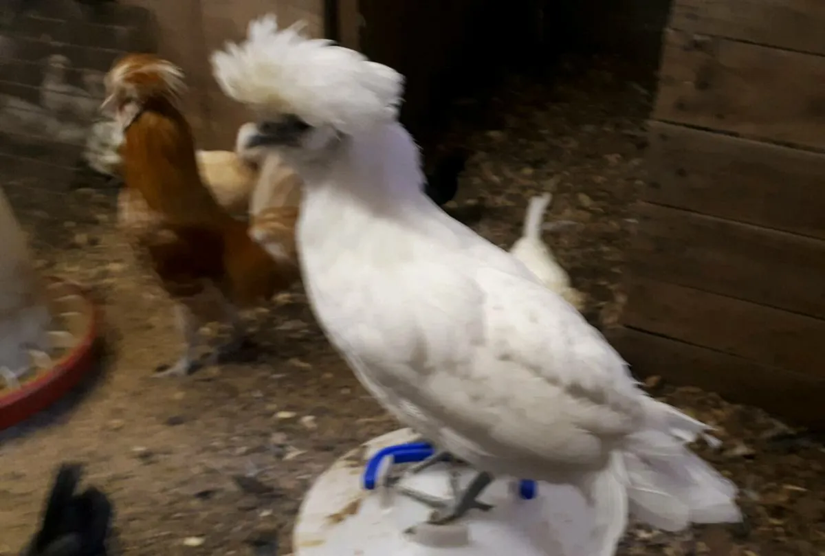 Polish and Silkie - Image 2