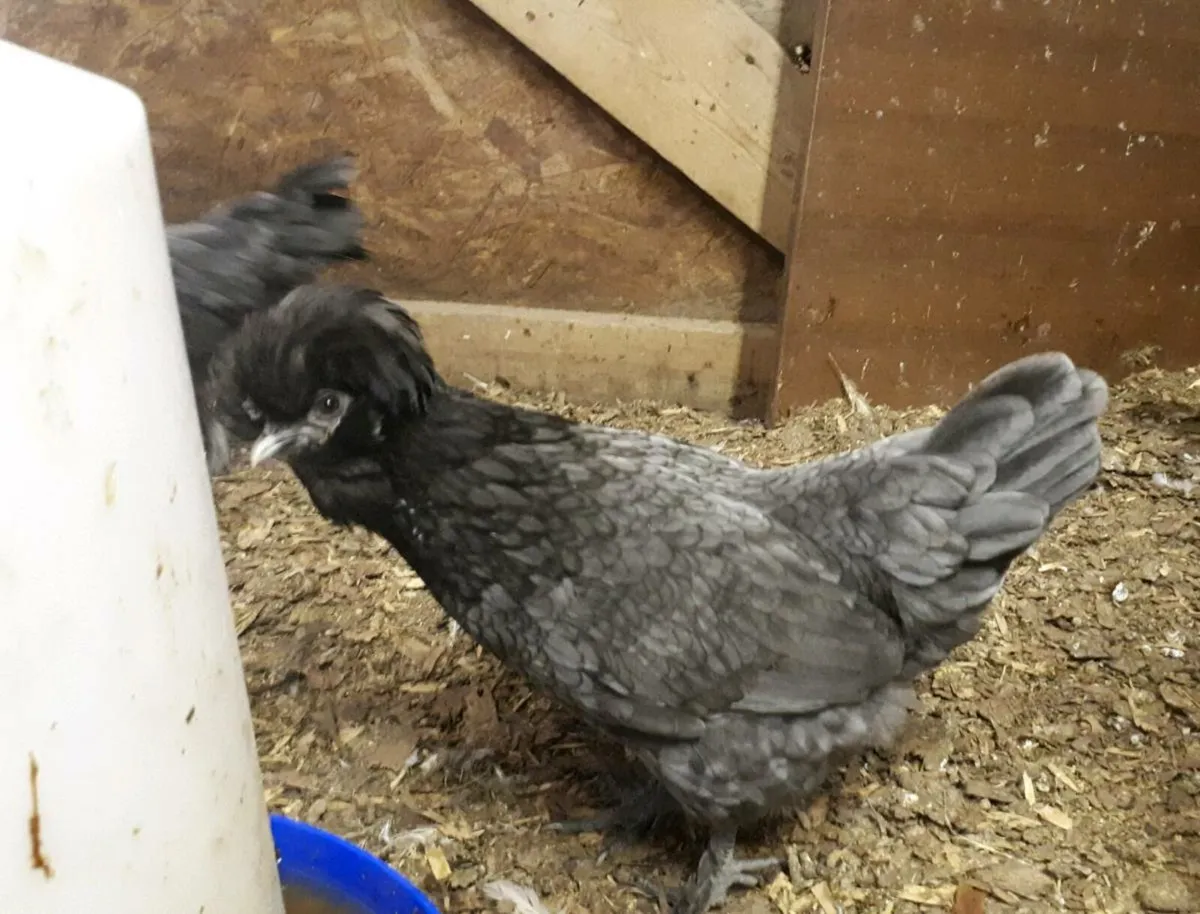 Polish and Silkie - Image 3