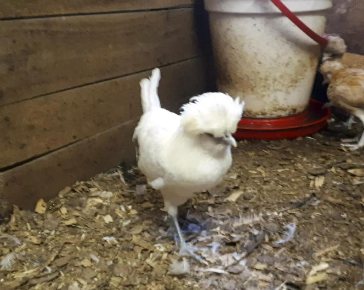 Polish and Silkie - Image 4