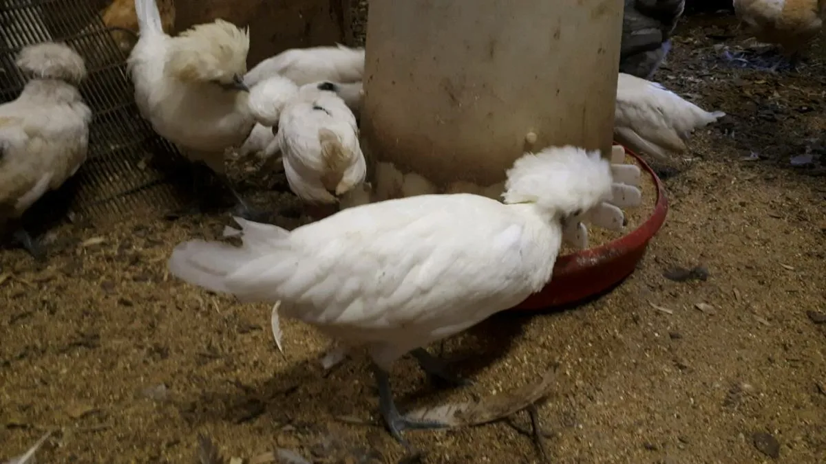 Polish Bantams - Image 3