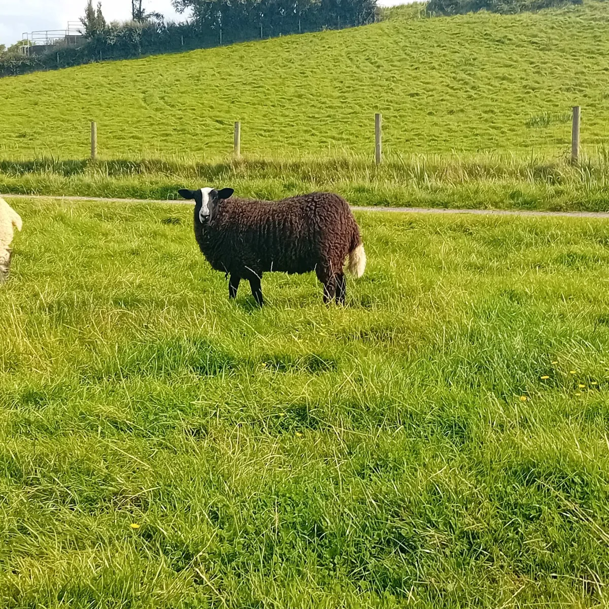 Zwartble ewe lambs - Image 1