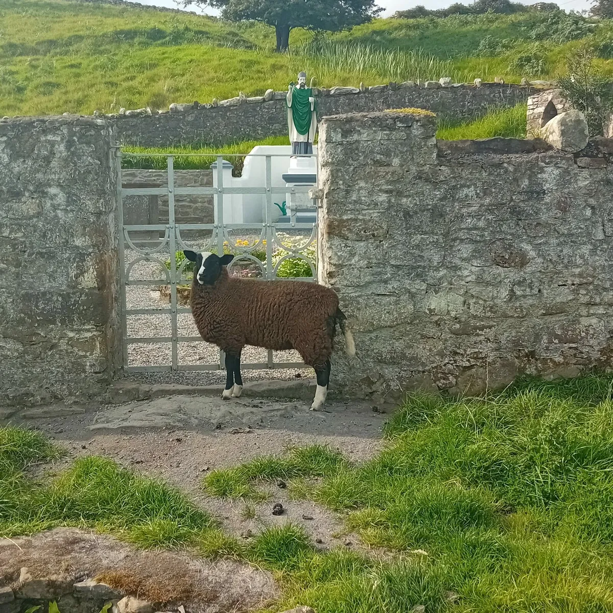 Zwartble ewe lambs - Image 2