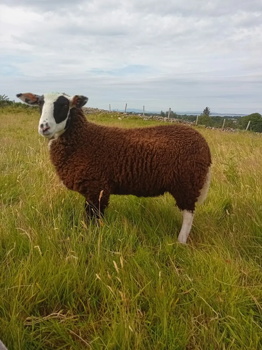 Zwartble ewe lambs - Image 3