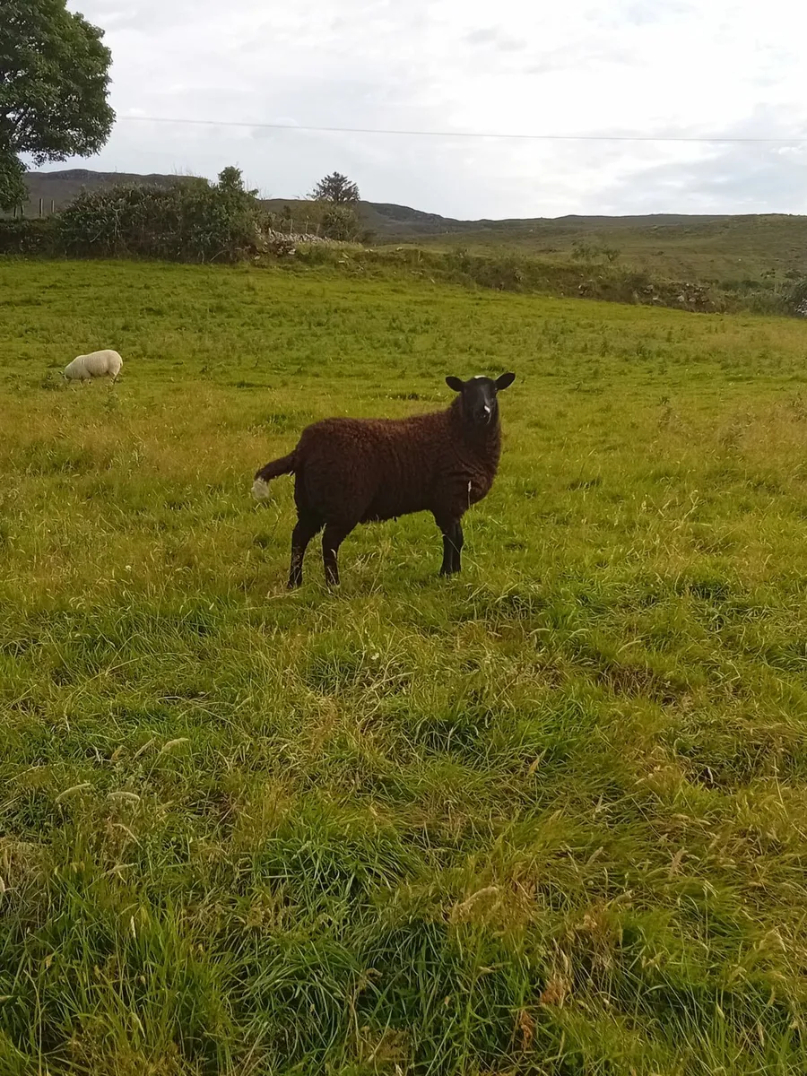 Zwartble ewe lambs - Image 4