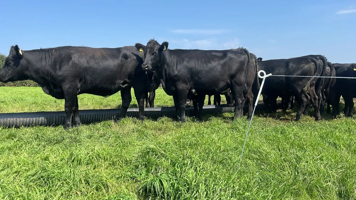 Angus and Hereford heifers - Image 1
