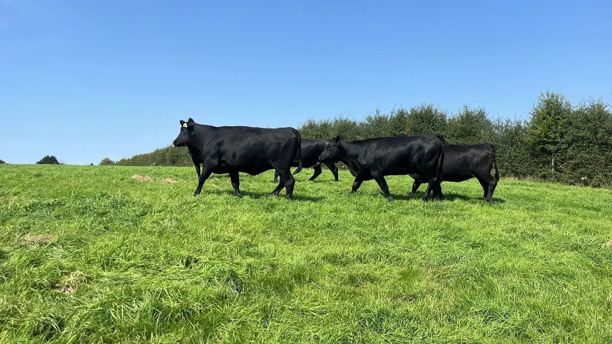 Angus and Hereford heifers - Image 2