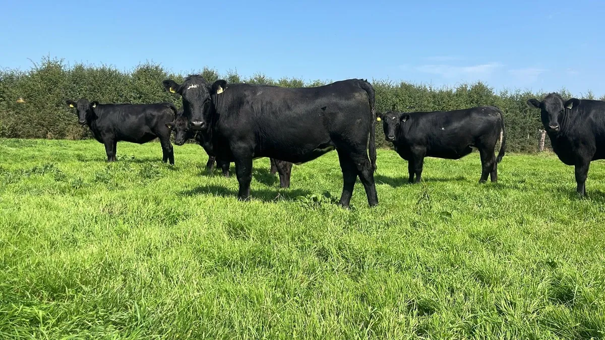 Angus and Hereford heifers - Image 3