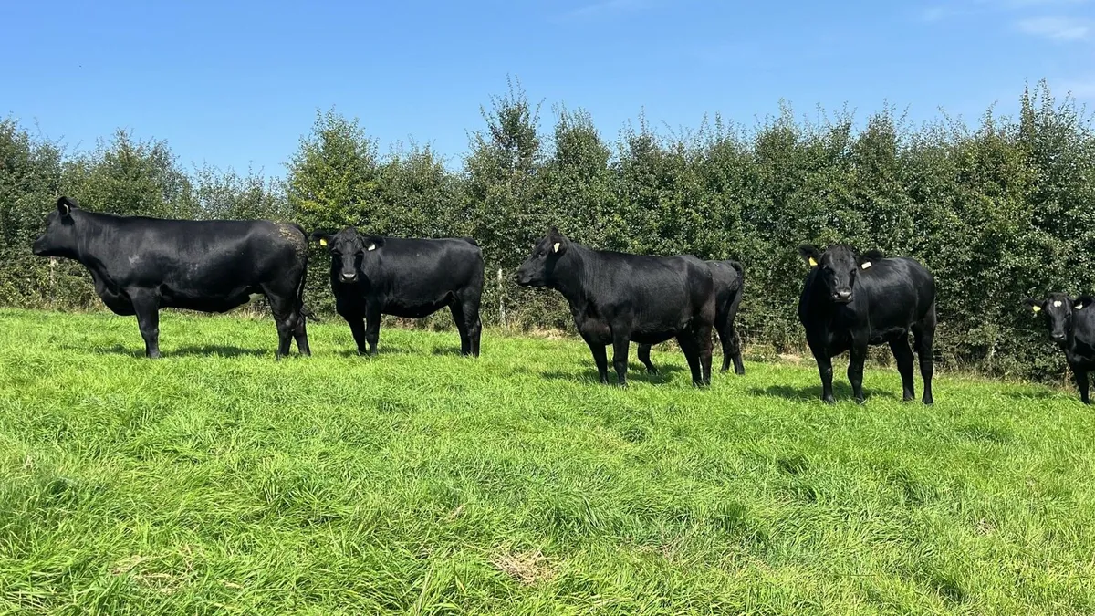 Angus and Hereford heifers - Image 4