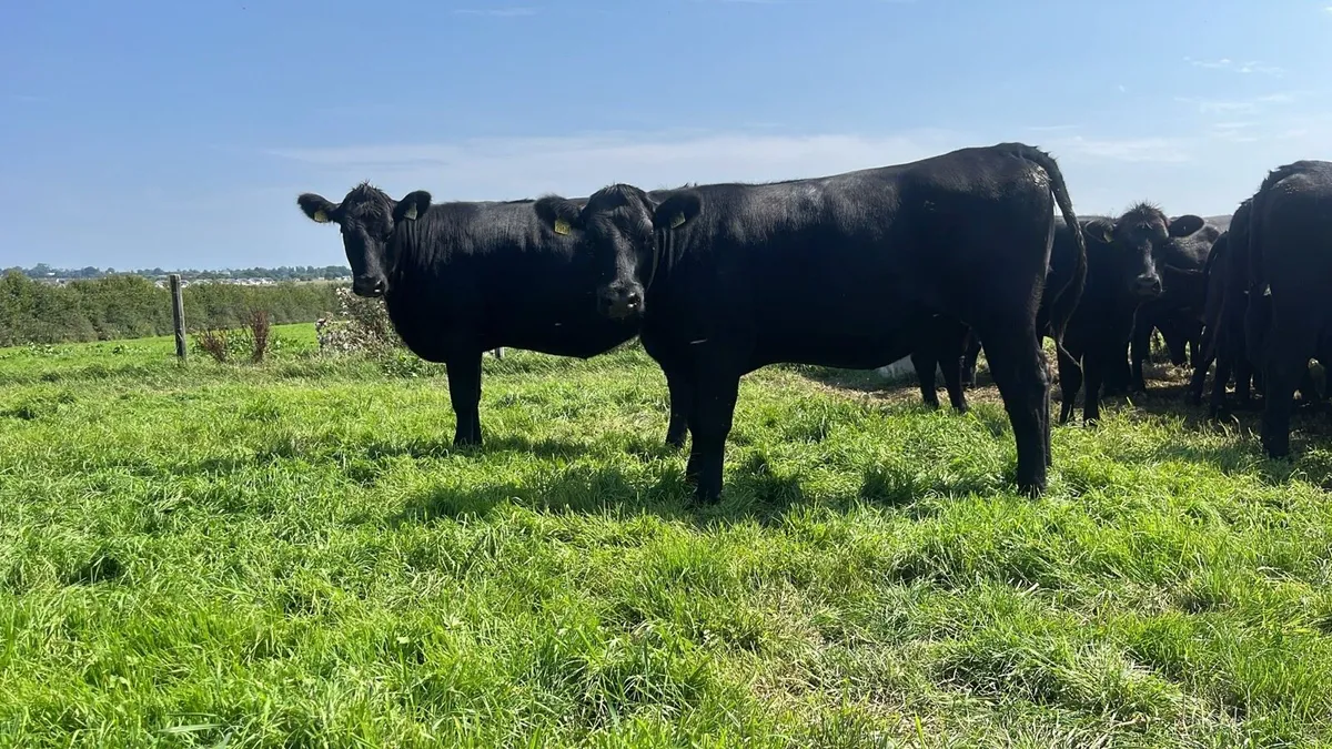 Angus heifers heading for Enniscorthy Tuesday - Image 1