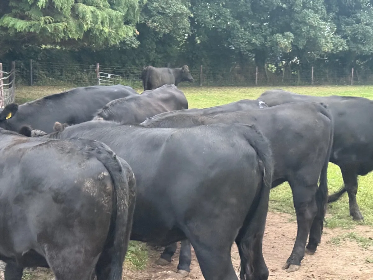 10 ABERDEEN ANGUS HEIFERS ( 370 KGS ) - Image 3