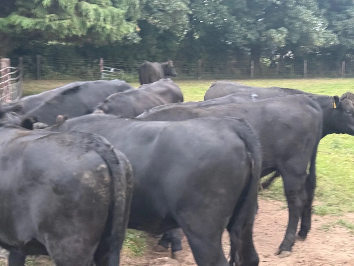 10 ABERDEEN ANGUS HEIFERS ( 370 KGS ) - Image 4