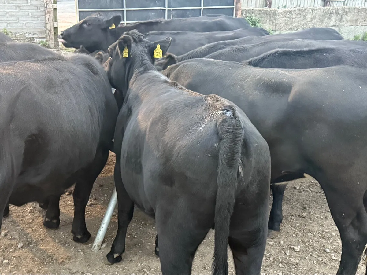 10 ABERDEEN ANGUS HEIFERS ( 370 KGS ) - Image 1