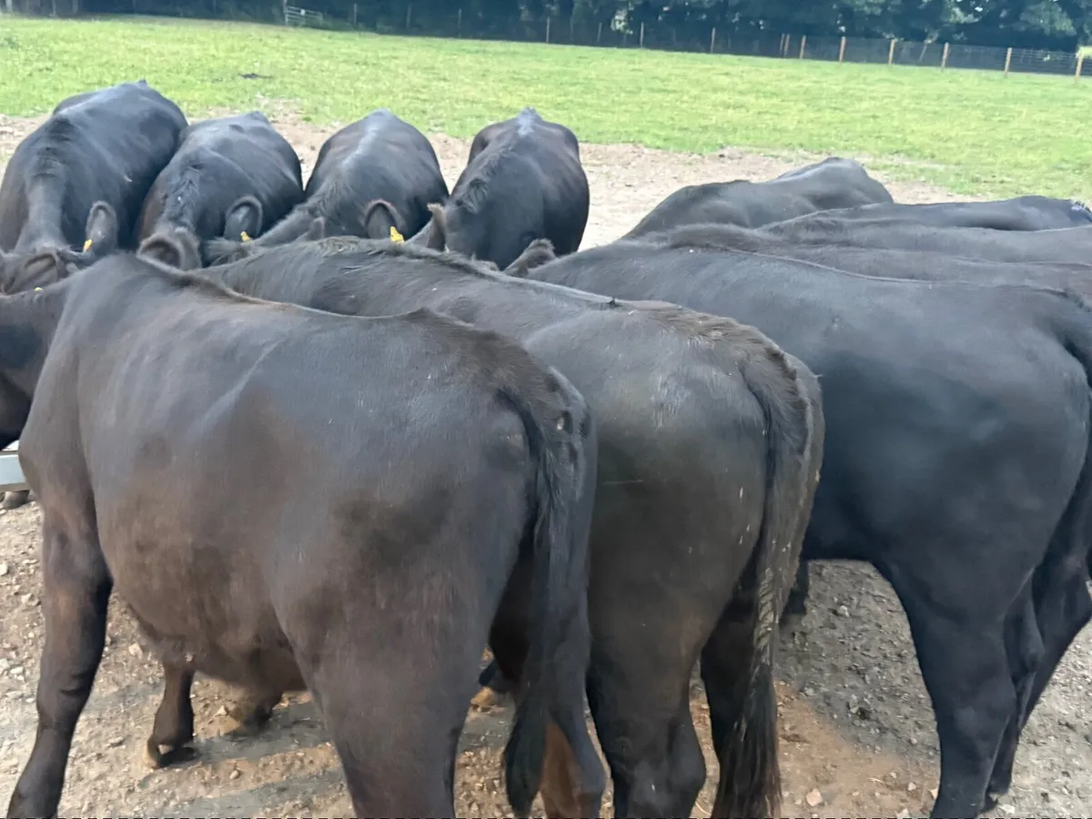 10 ABERDEEN ANGUS HEIFERS ( 370 KGS ) - Image 2