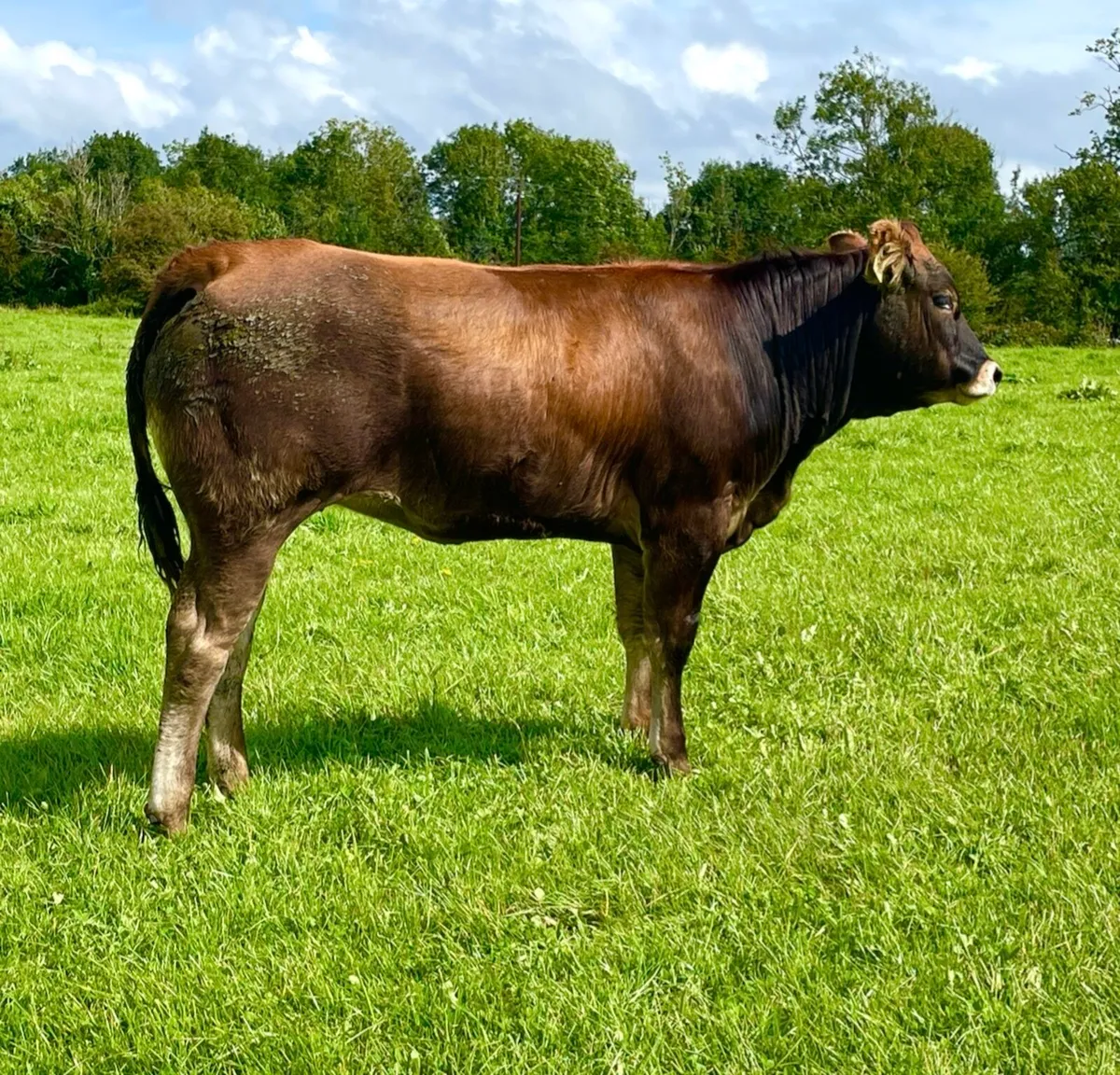 🔥  Organic Bulling heifer 🔥 - Image 1