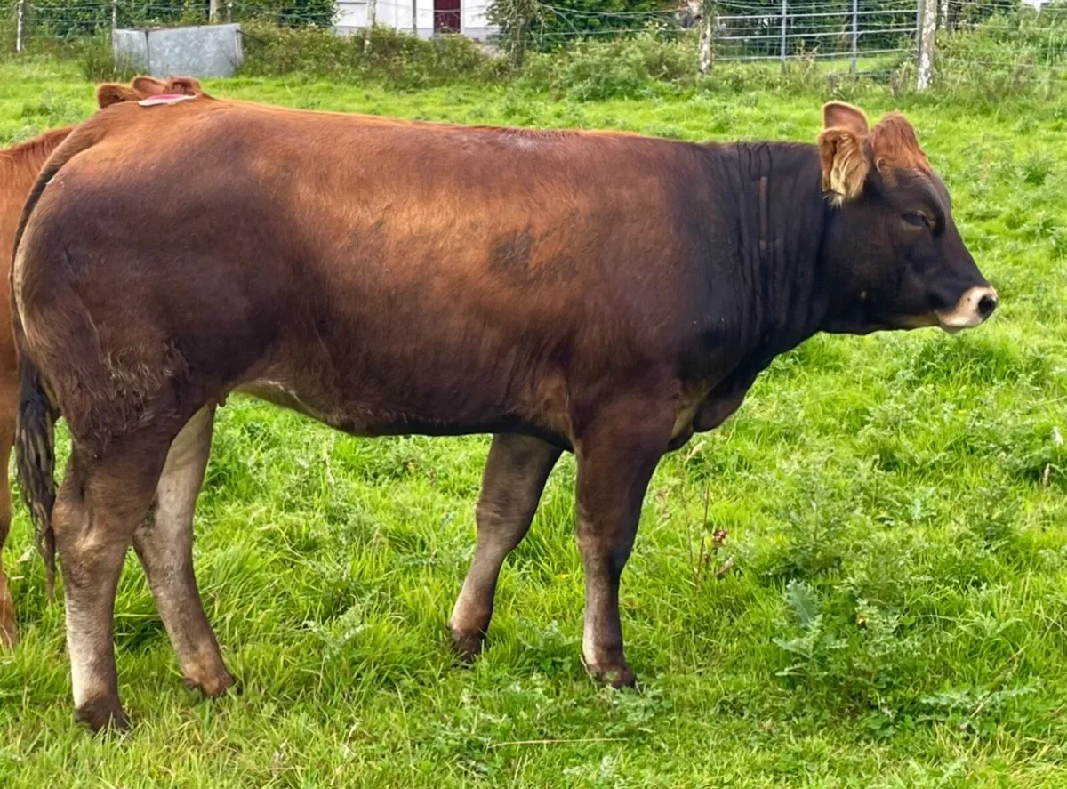 🔥  Organic Bulling heifer 🔥 - Image 3
