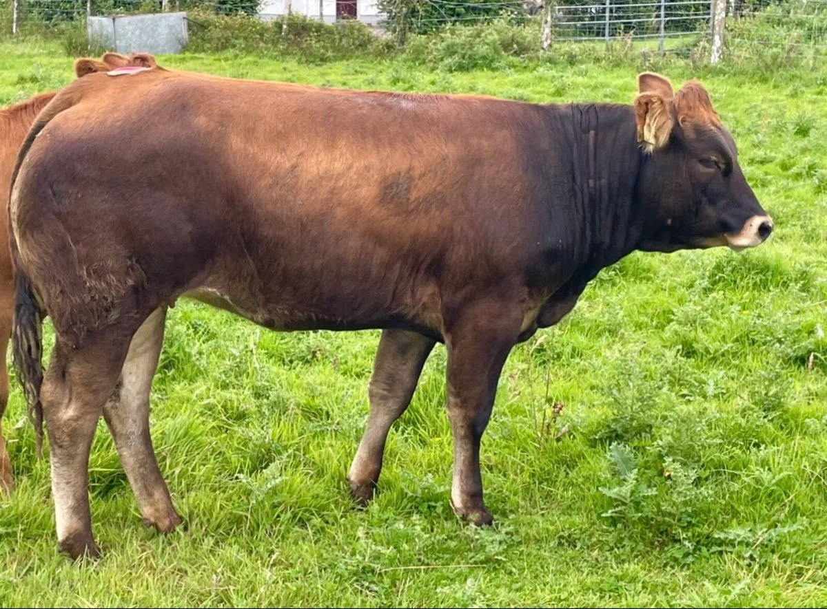 🔥  Organic Bulling heifer 🔥 - Image 4