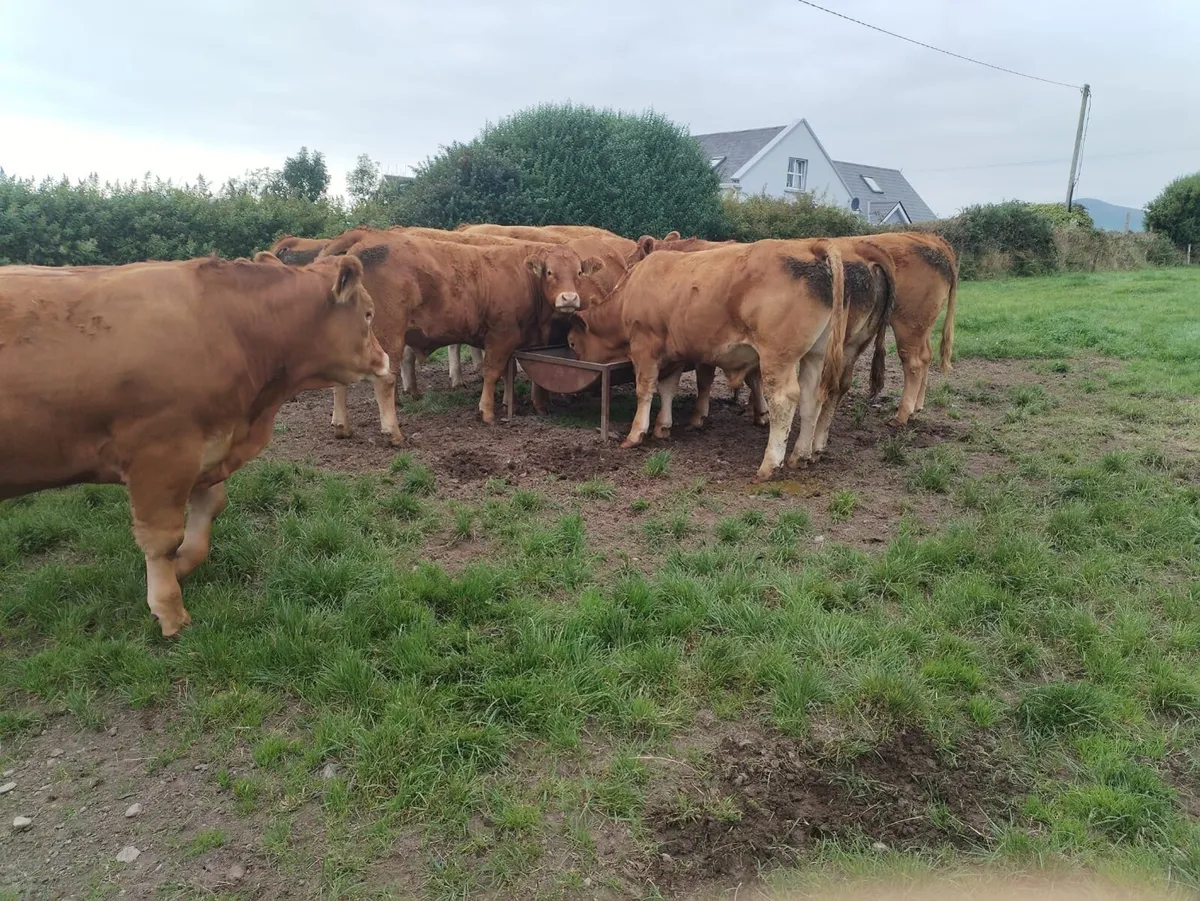 Cattle for sale - Image 1