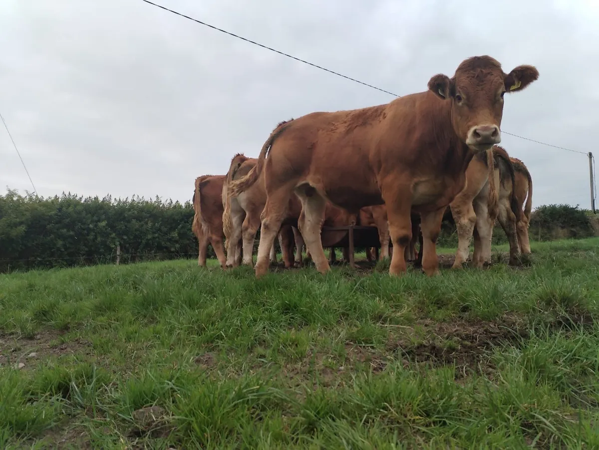 Cattle for sale - Image 2