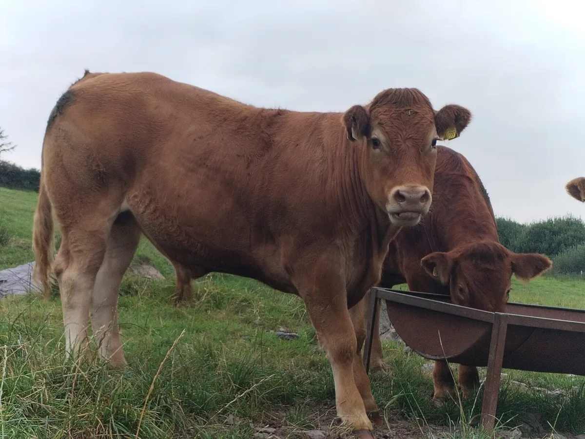 Cattle for sale - Image 3