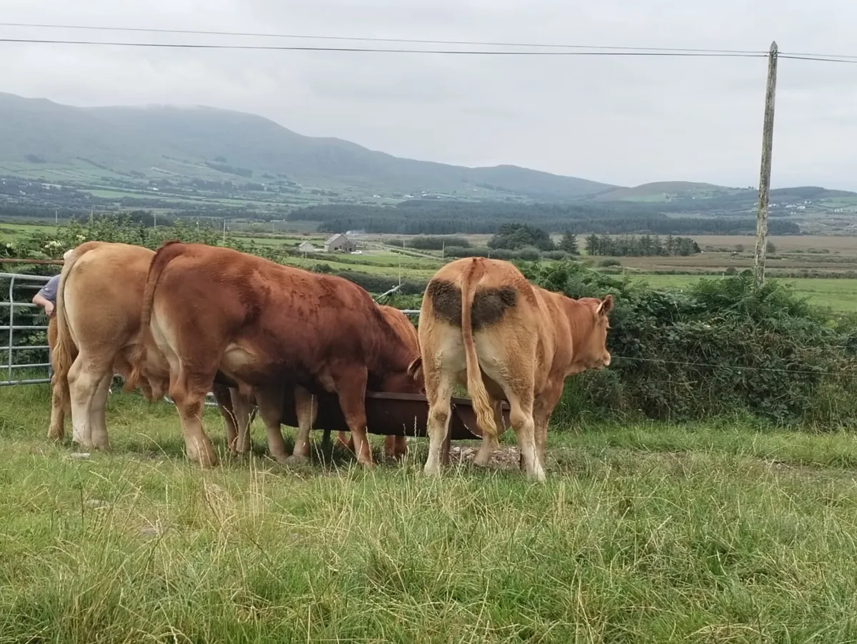 Cattle for sale - Image 4