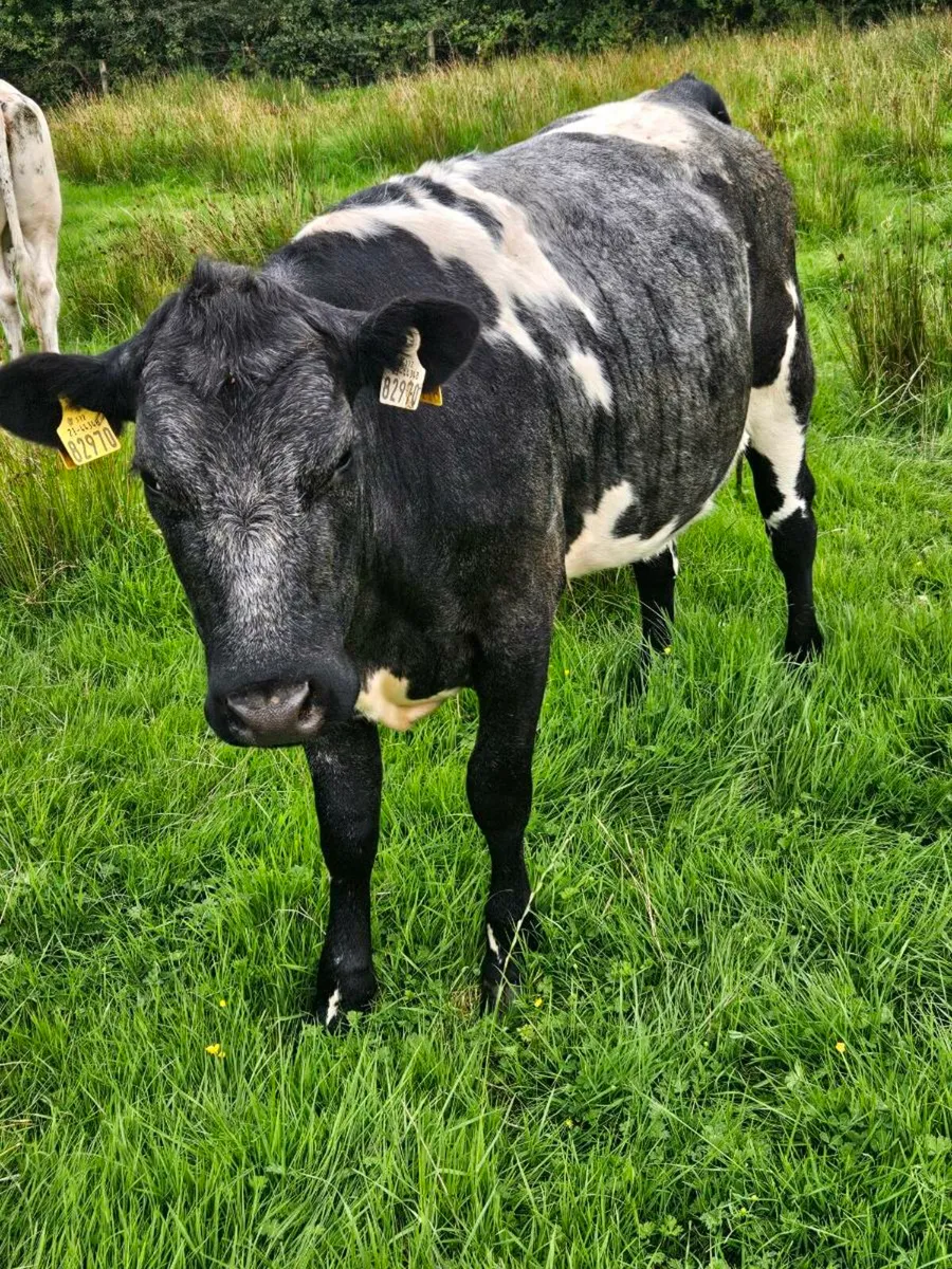 Cattle - Image 1