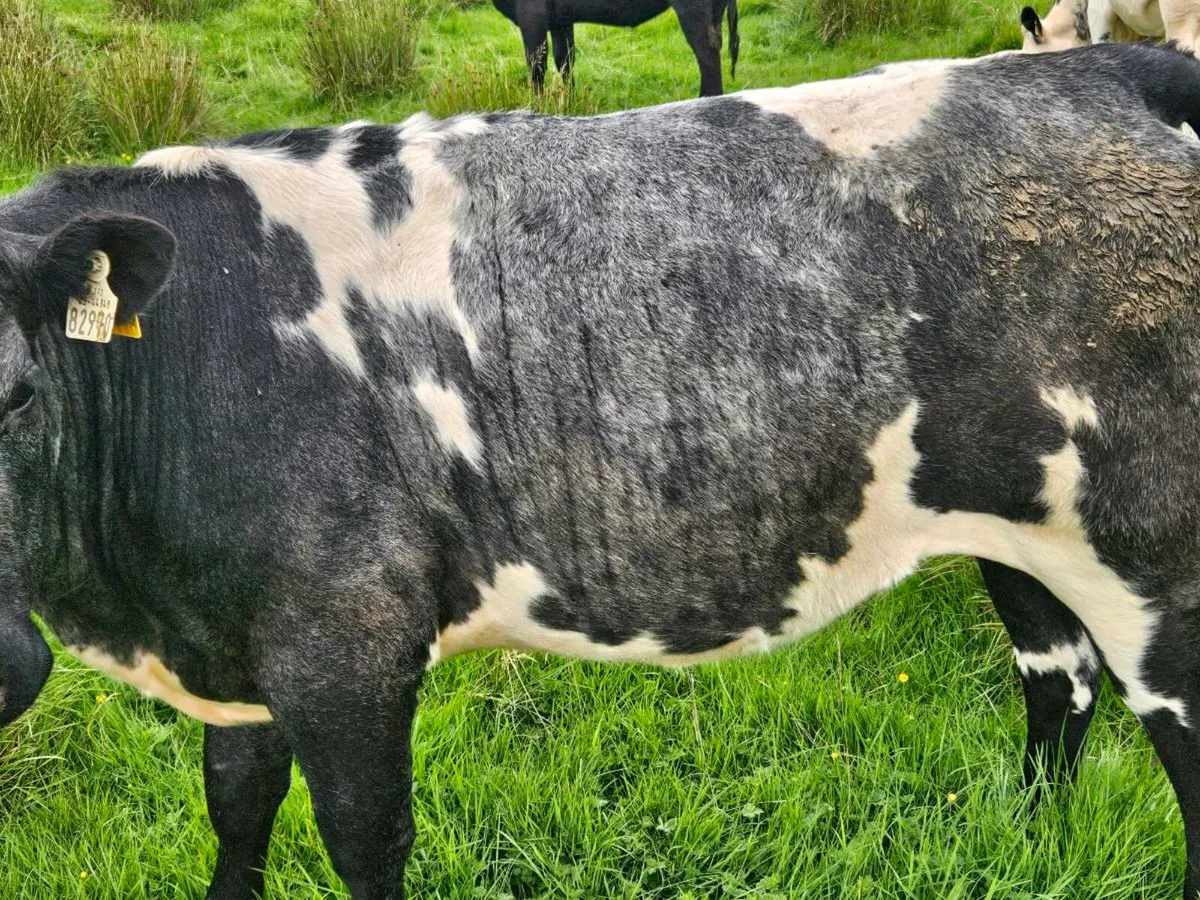 Cattle - Image 2