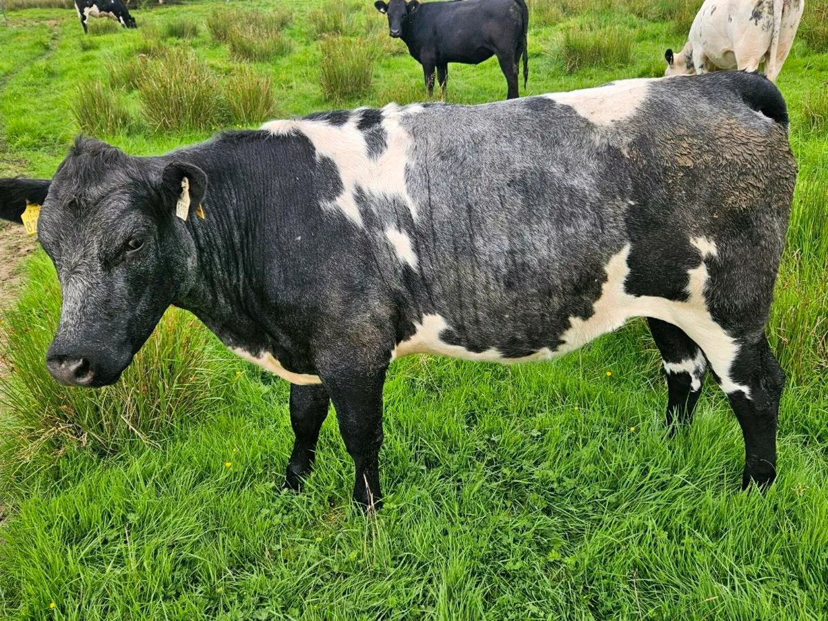 Cattle - Image 3