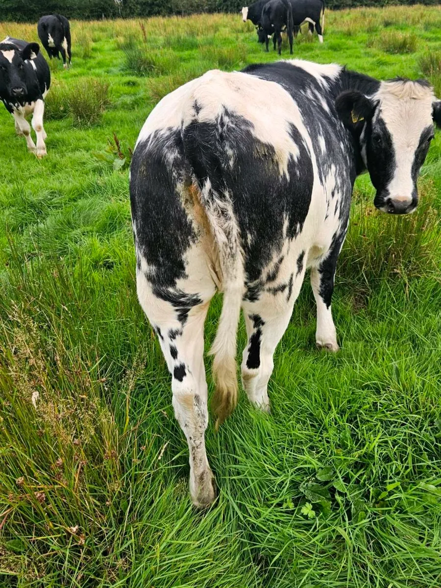 Cattle - Image 4