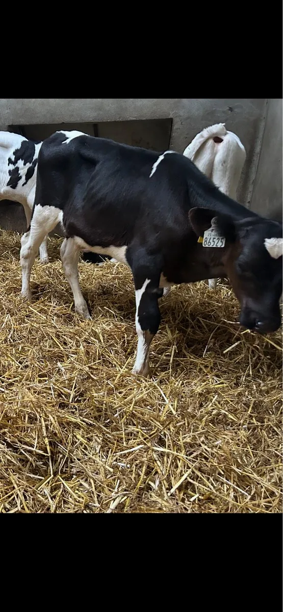 Calves