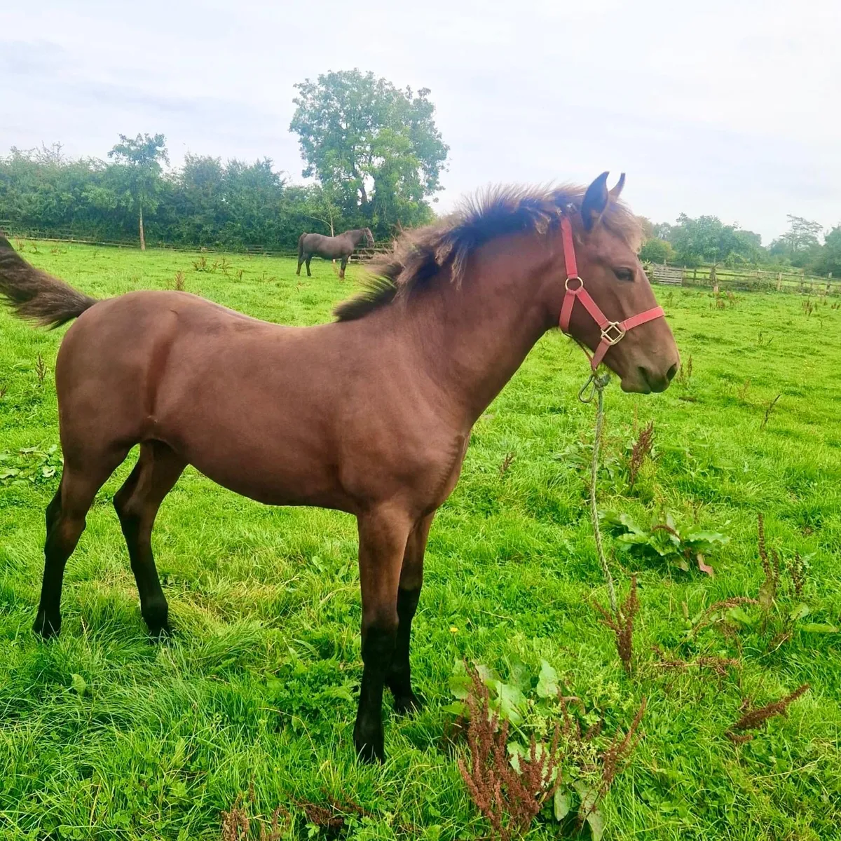 RID Filly Foal - Image 1