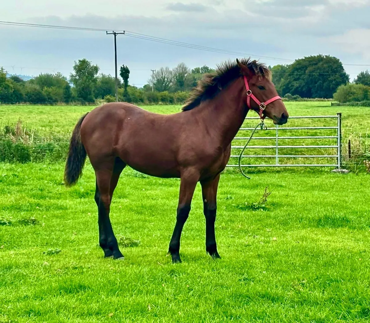 RID Filly Foal - Image 3