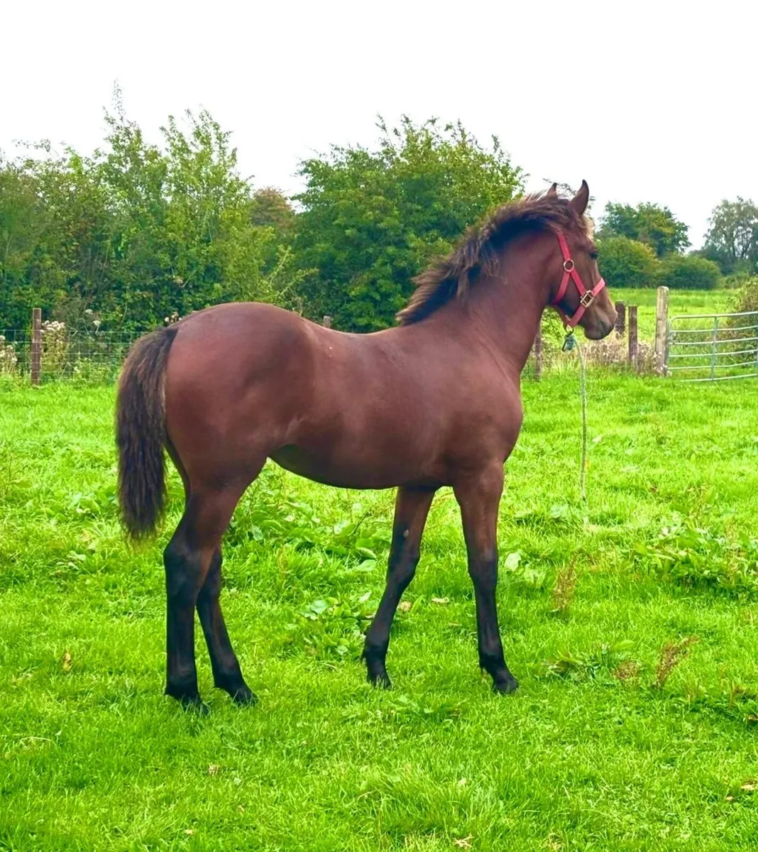 RID Filly Foal - Image 4