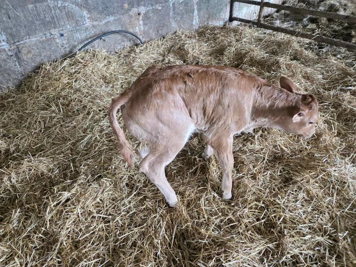 Foster cow wanted