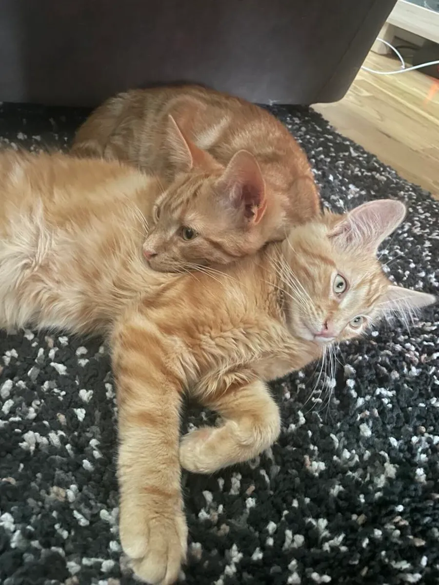 Kittens - Image 1