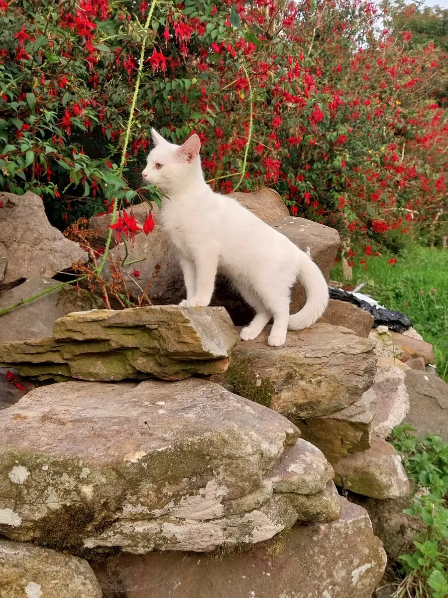 White Kitten Indoor - Image 1