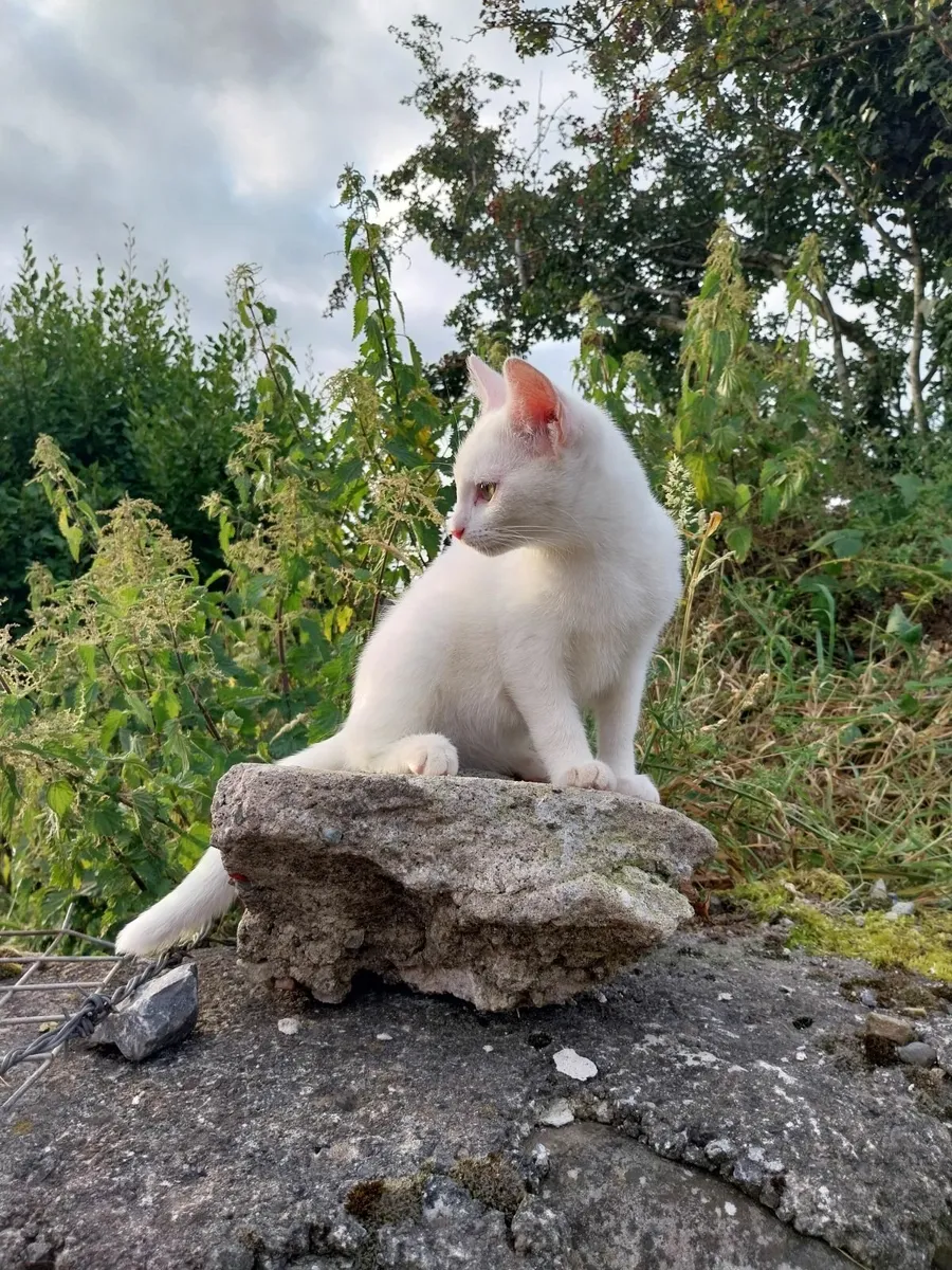 White Kitten Indoor - Image 2