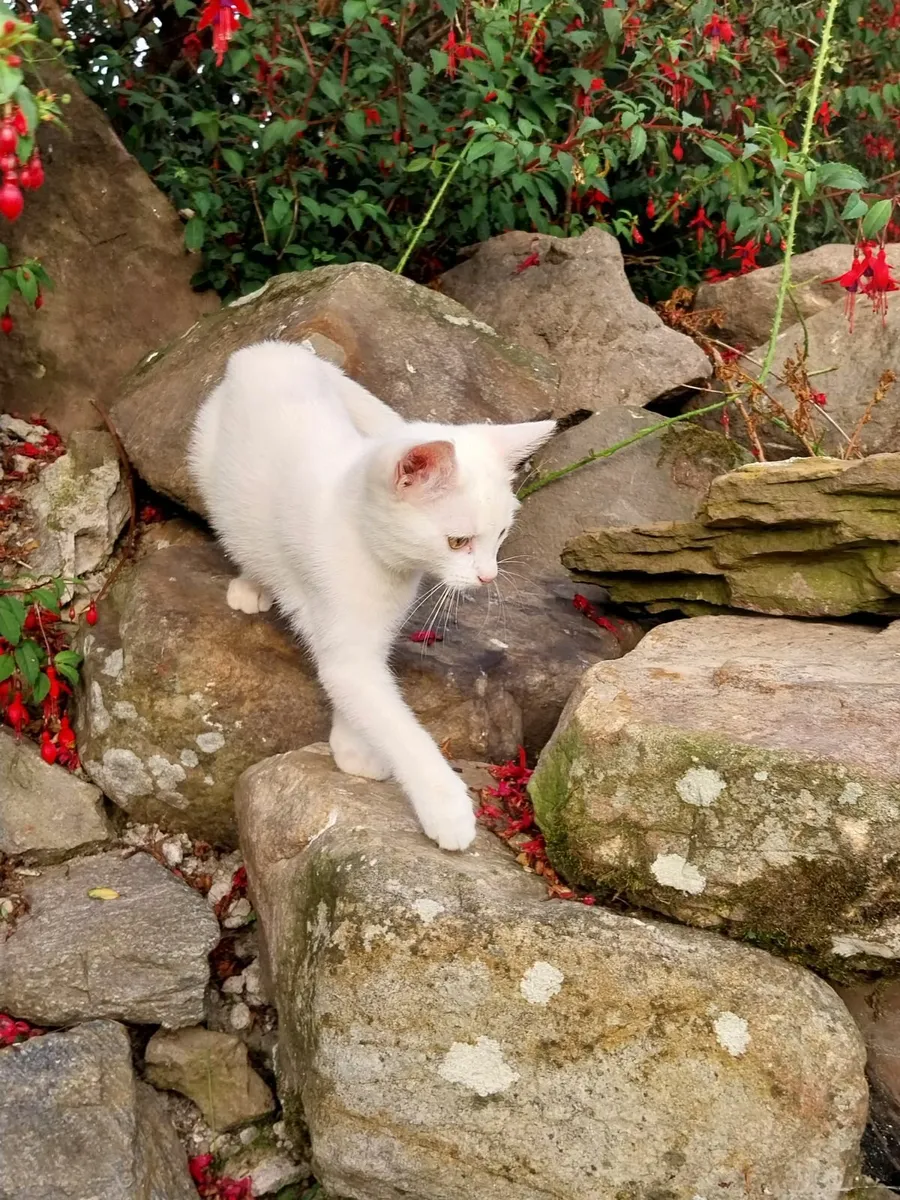 White Kitten Indoor - Image 3