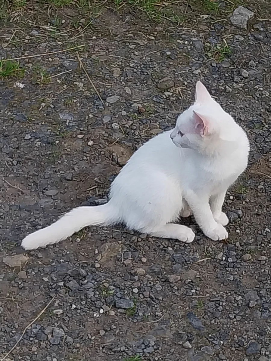 White Kitten Indoor - Image 4