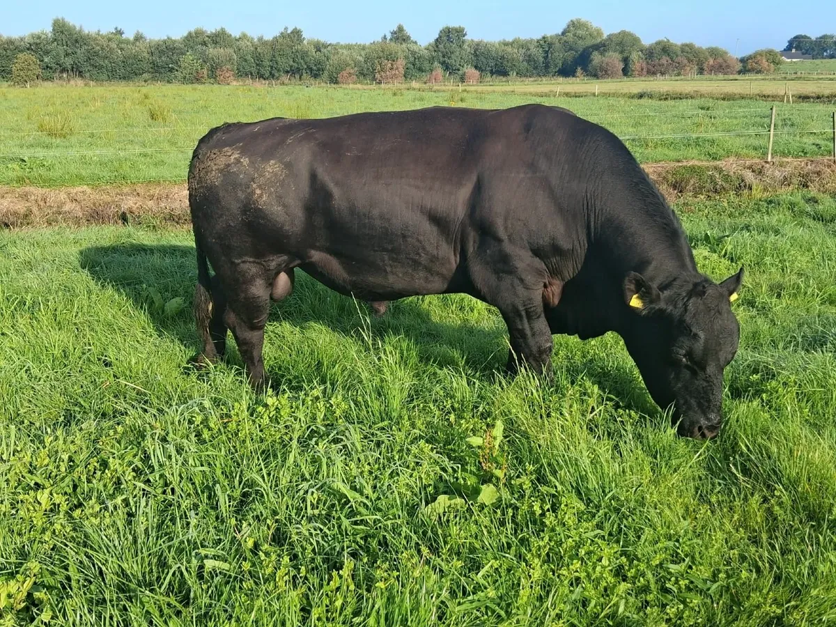 Pedigree  Aberdeen Angus Bull - Image 2