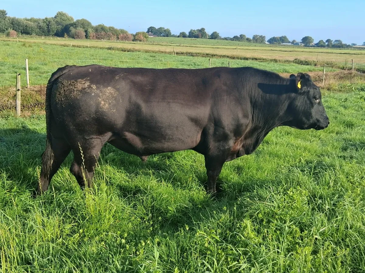 Pedigree  Aberdeen Angus Bull - Image 3