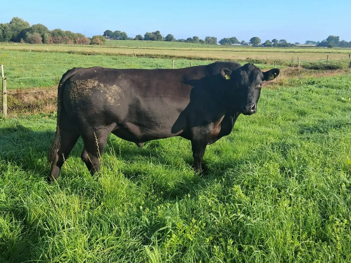 Pedigree  Aberdeen Angus Bull - Image 4