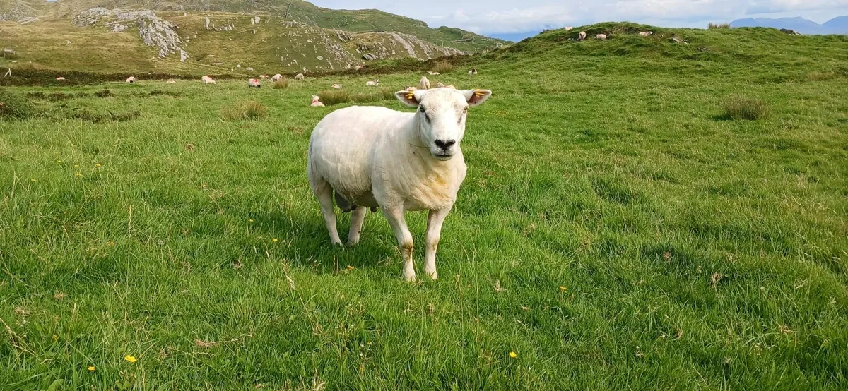 aged mayo mountain ram and hoggett texal - Image 2