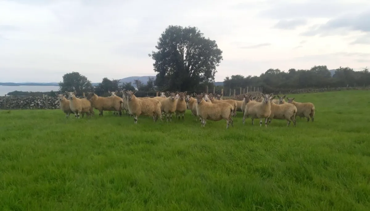Organic Greyface Hoggets For Sale - Image 1