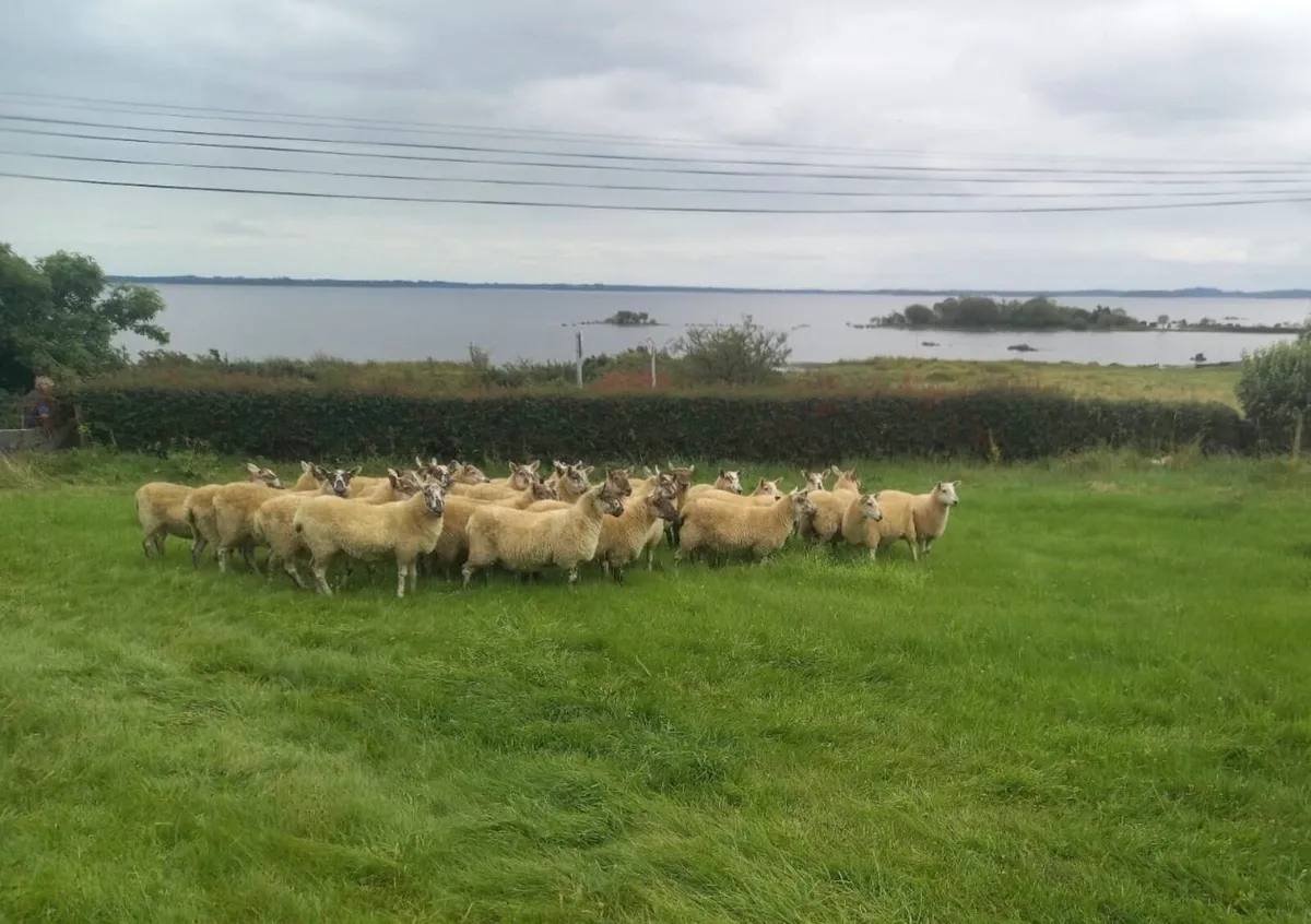 Organic Greyface Hoggets For Sale - Image 2