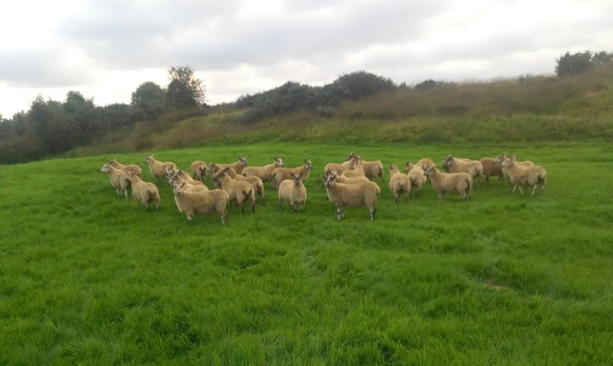 Organic Greyface Hoggets For Sale - Image 3