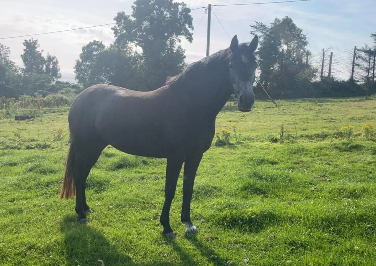 Pony - Image 1