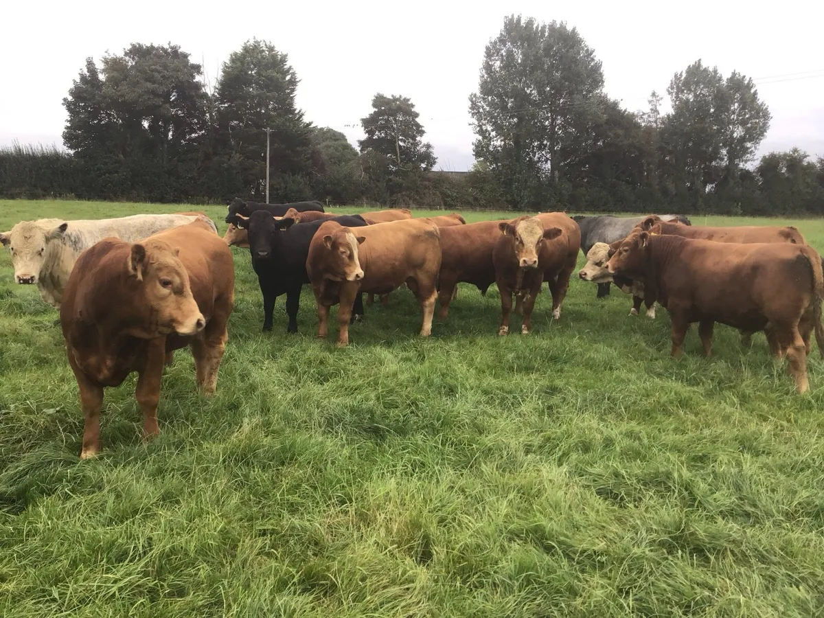15 Continental Bulls & 20 Friesian Bulls - Image 1