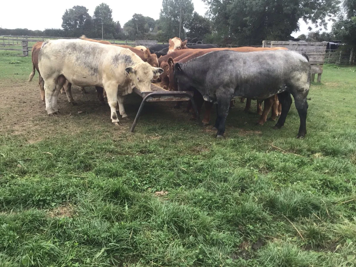 15 Continental Bulls & 20 Friesian Bulls - Image 2