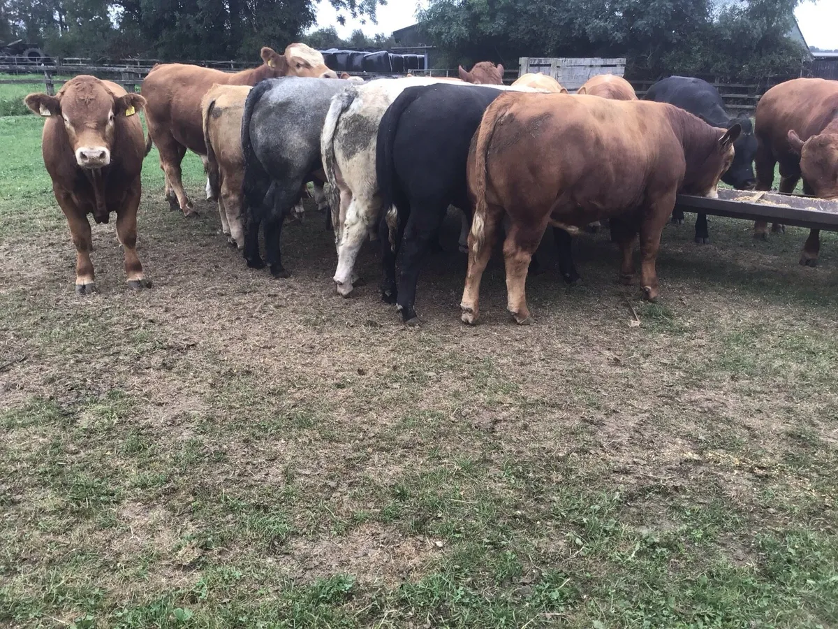 15 Continental Bulls & 20 Friesian Bulls - Image 3